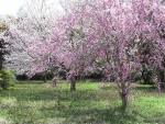 5万円の樹木葬は木を植えますか