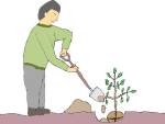 苗木を植えたい