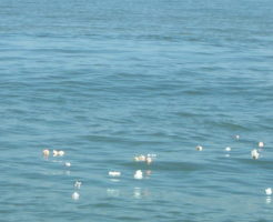 海の散骨