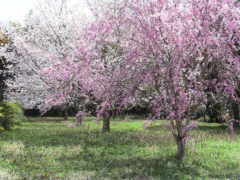 如来寺の桜
