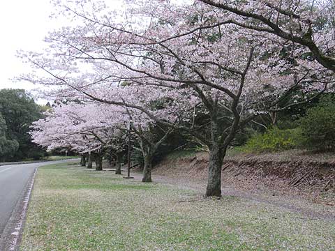 千葉市平和公園の桜並木