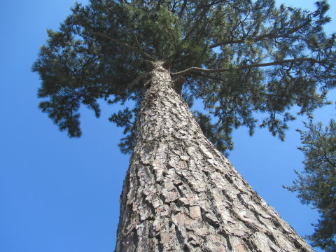 八柱霊園-松の木