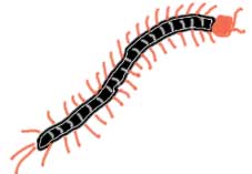ムカデのイラスト