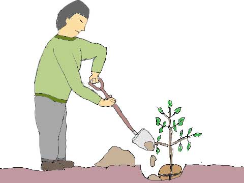 苗木を植えるイラスト