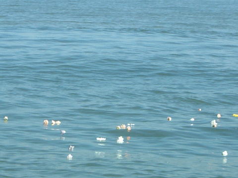 海の散骨